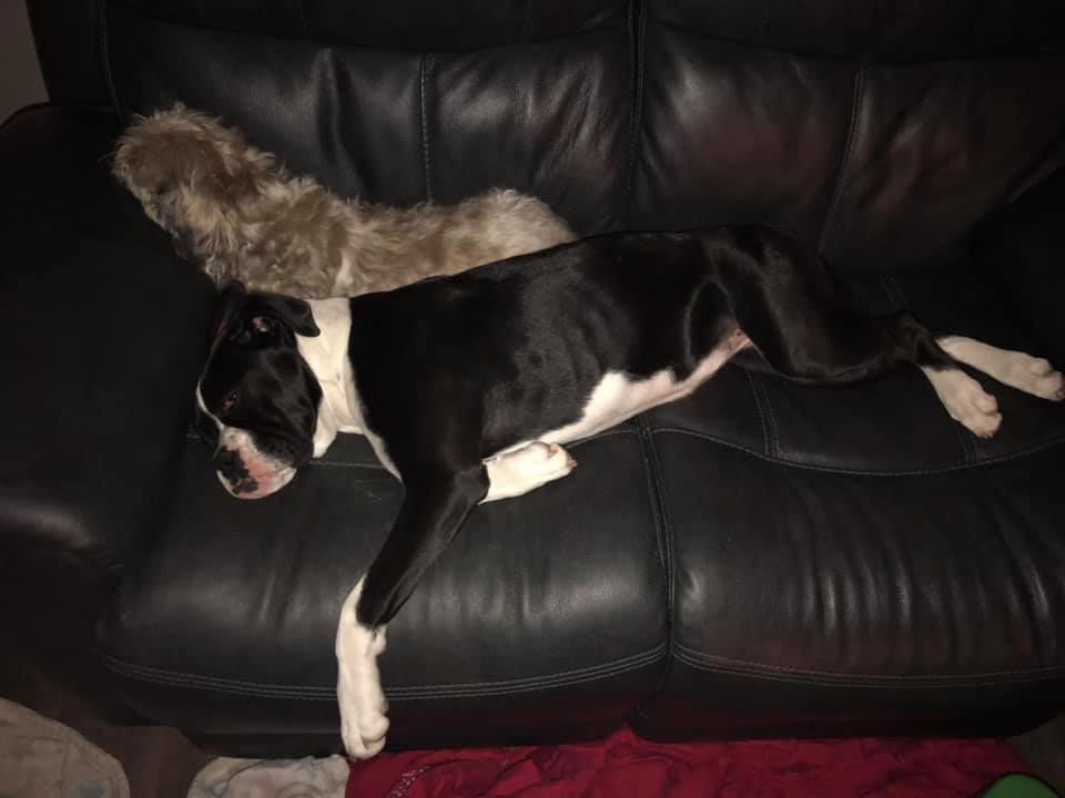 Daisy and Roscoe - Carrie Redinger-Franssen.jpg
